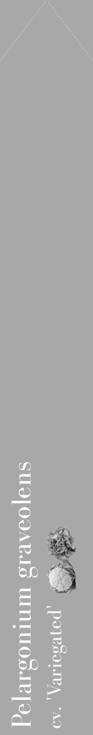 Étiquette de : Pelargonium graveolens cv. 'Variegated' - format c - style blanche13_simple_simplebod avec comestibilité simplifiée - position verticale