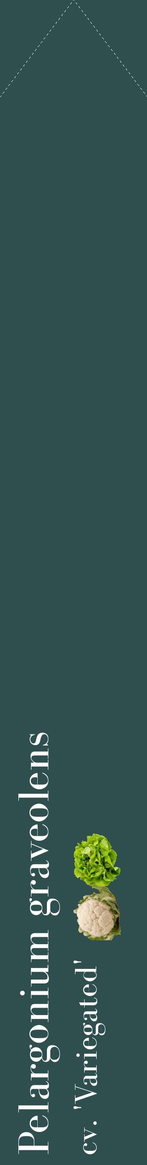 Étiquette de : Pelargonium graveolens cv. 'Variegated' - format c - style blanche58_simplebod avec comestibilité simplifiée