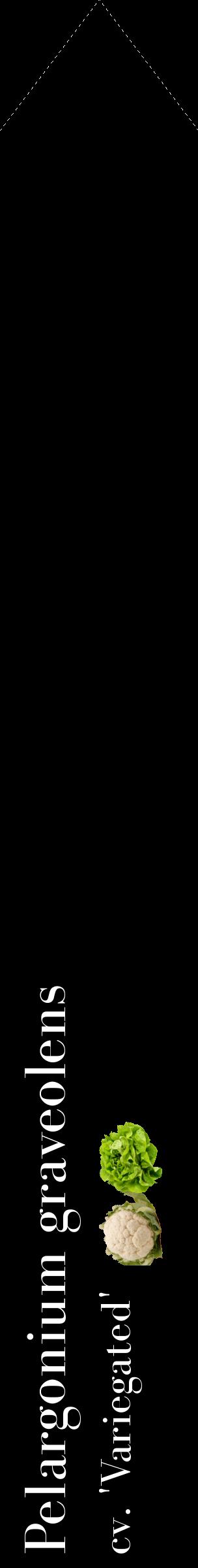 Étiquette de : Pelargonium graveolens cv. 'Variegated' - format c - style blanche59_simplebod avec comestibilité simplifiée