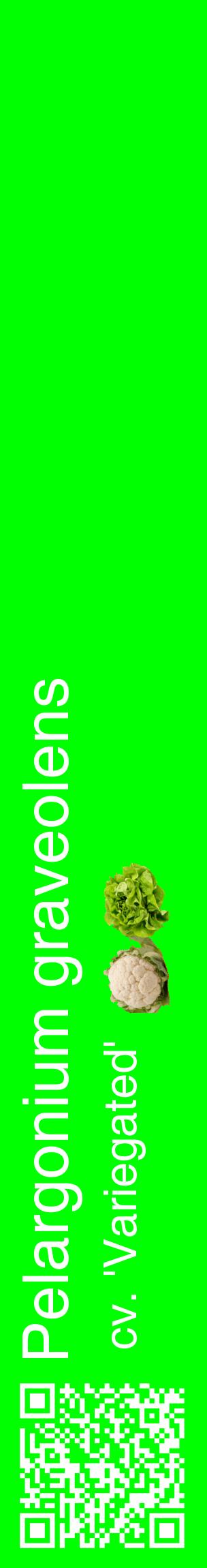 Étiquette de : Pelargonium graveolens cv. 'Variegated' - format c - style blanche16_basiquehel avec qrcode et comestibilité simplifiée