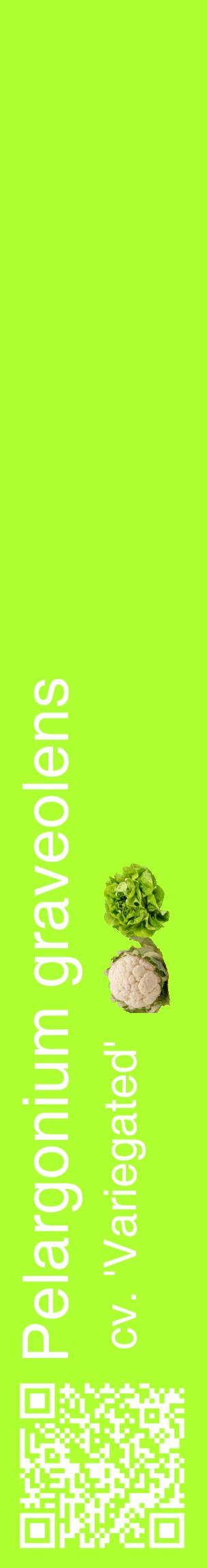 Étiquette de : Pelargonium graveolens cv. 'Variegated' - format c - style blanche17_basiquehel avec qrcode et comestibilité simplifiée
