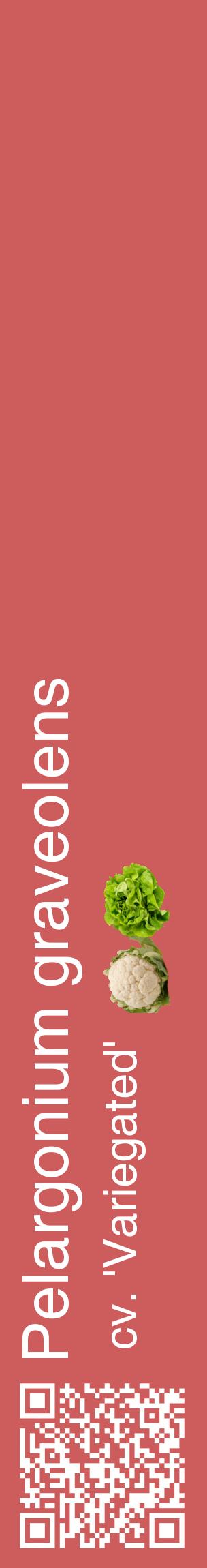 Étiquette de : Pelargonium graveolens cv. 'Variegated' - format c - style blanche35_basiquehel avec qrcode et comestibilité simplifiée