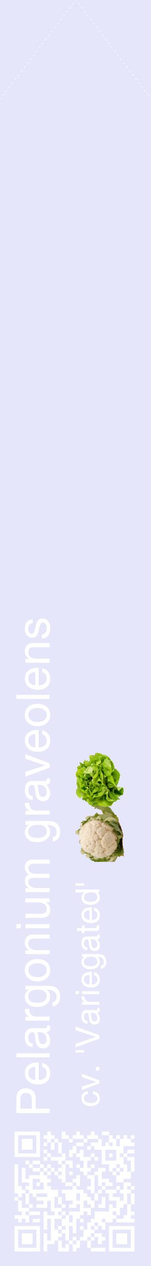 Étiquette de : Pelargonium graveolens cv. 'Variegated' - format c - style blanche55_simplehel avec qrcode et comestibilité simplifiée