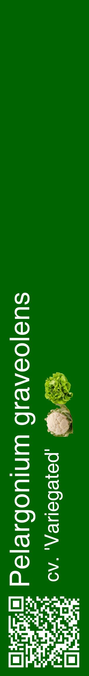 Étiquette de : Pelargonium graveolens cv. 'Variegated' - format c - style blanche8_basiquehel avec qrcode et comestibilité simplifiée