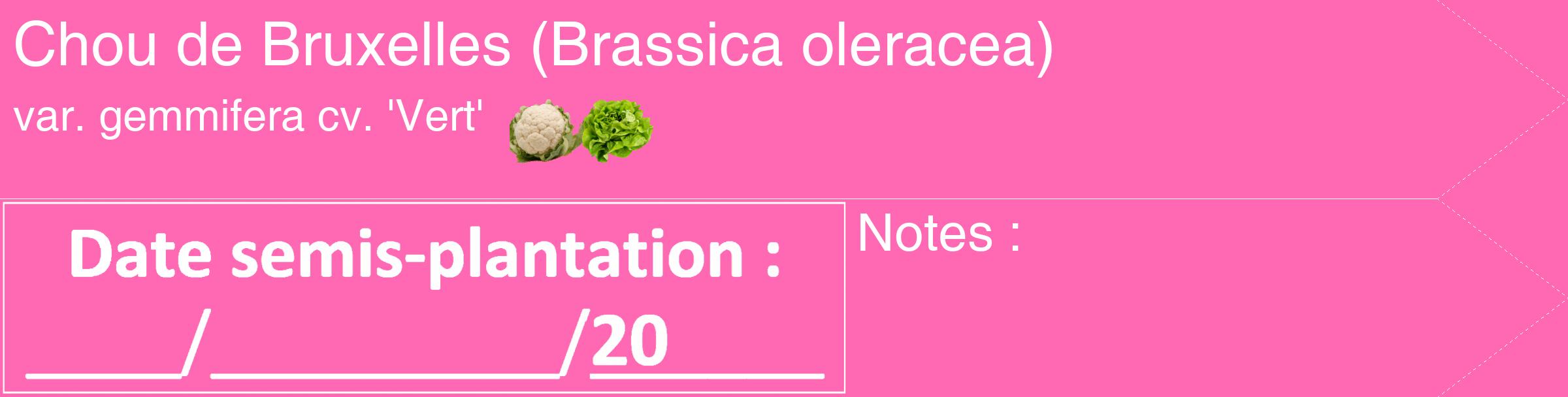 Étiquette de : Brassica oleracea var. gemmifera cv. 'Vert' - format c - style blanche42_simple_simplehel avec comestibilité simplifiée