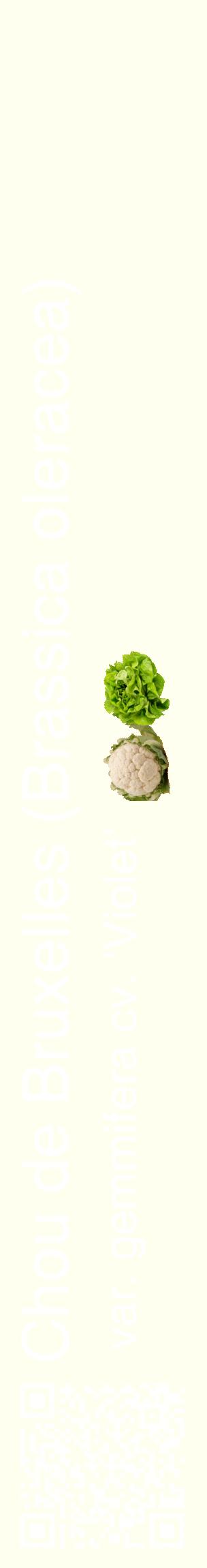 Étiquette de : Brassica oleracea var. gemmifera cv. 'Violet' - format c - style blanche19_basiquehel avec qrcode et comestibilité simplifiée