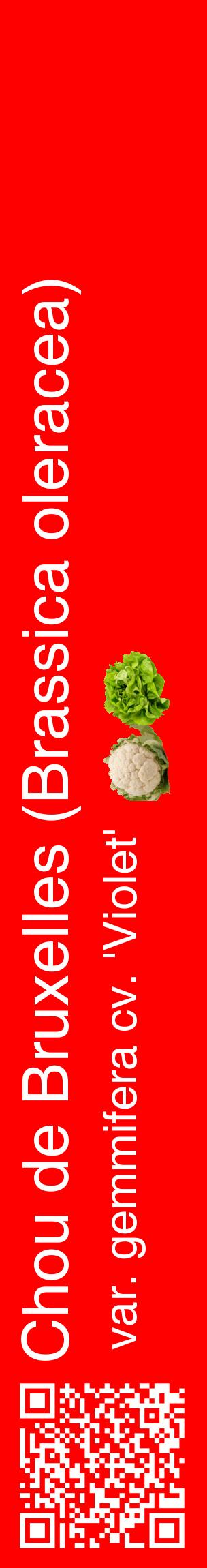 Étiquette de : Brassica oleracea var. gemmifera cv. 'Violet' - format c - style blanche27_basiquehel avec qrcode et comestibilité simplifiée