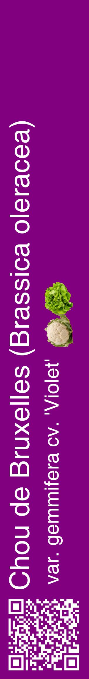 Étiquette de : Brassica oleracea var. gemmifera cv. 'Violet' - format c - style blanche46_basiquehel avec qrcode et comestibilité simplifiée
