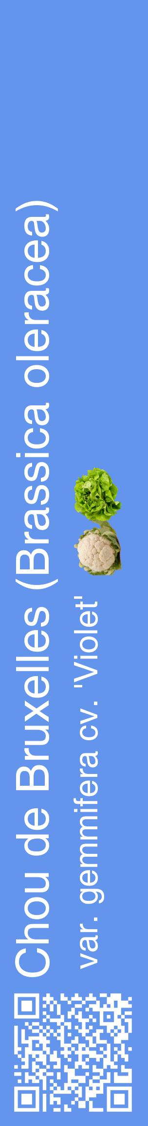 Étiquette de : Brassica oleracea var. gemmifera cv. 'Violet' - format c - style blanche4_basiquehel avec qrcode et comestibilité simplifiée