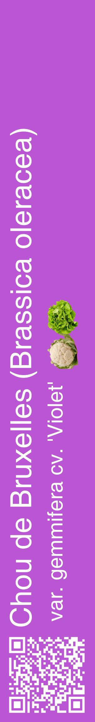 Étiquette de : Brassica oleracea var. gemmifera cv. 'Violet' - format c - style blanche50_basiquehel avec qrcode et comestibilité simplifiée