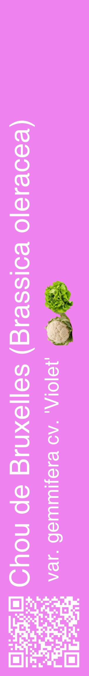 Étiquette de : Brassica oleracea var. gemmifera cv. 'Violet' - format c - style blanche53_basiquehel avec qrcode et comestibilité simplifiée