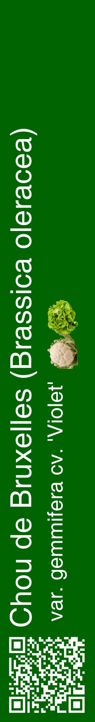 Étiquette de : Brassica oleracea var. gemmifera cv. 'Violet' - format c - style blanche8_basiquehel avec qrcode et comestibilité simplifiée