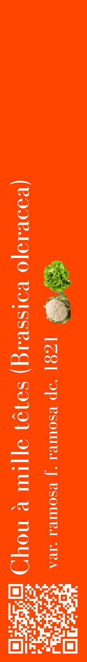 Étiquette de : Brassica oleracea var. ramosa f. ramosa dc. 1821 - format c - style blanche26_basiquebod avec qrcode et comestibilité simplifiée