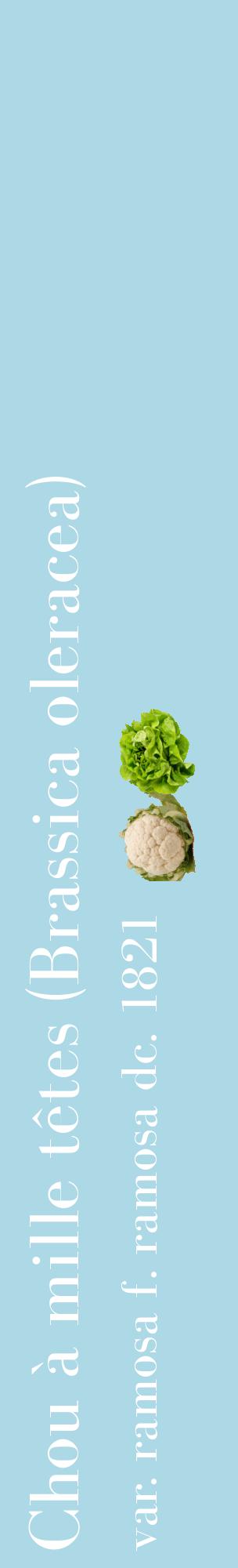 Étiquette de : Brassica oleracea var. ramosa f. ramosa dc. 1821 - format c - style blanche0_basiquebod avec comestibilité simplifiée