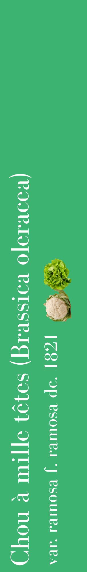 Étiquette de : Brassica oleracea var. ramosa f. ramosa dc. 1821 - format c - style blanche12_basiquebod avec comestibilité simplifiée