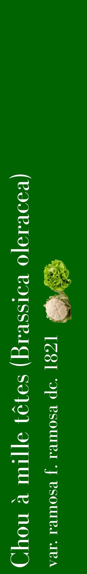 Étiquette de : Brassica oleracea var. ramosa f. ramosa dc. 1821 - format c - style blanche8_basiquebod avec comestibilité simplifiée