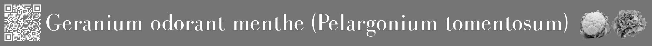 Étiquette de : Pelargonium tomentosum - format a - style blanche5bod avec qrcode et comestibilité simplifiée