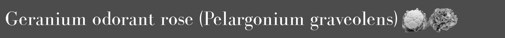 Étiquette de : Pelargonium graveolens - format a - style blanche27bod avec comestibilité simplifiée