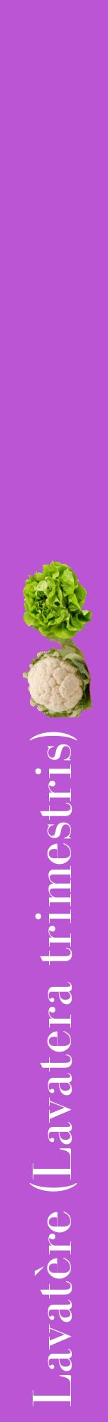 Étiquette de : Lavatera trimestris - format a - style blanche50bod avec comestibilité simplifiée