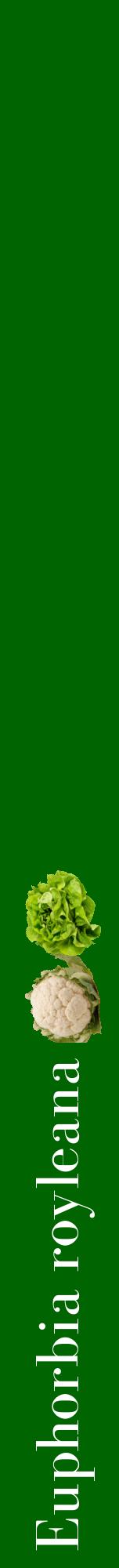 Étiquette de : Euphorbia royleana - format a - style blanche8bod avec comestibilité simplifiée