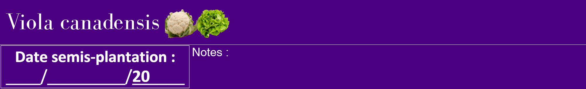 Étiquette de : Viola canadensis - format a - style blanche47bod avec comestibilité simplifiée