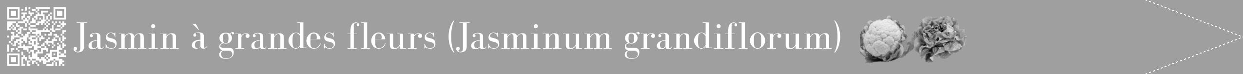 Étiquette de : Jasminum grandiflorum - format b - style blanche24simplebod avec qrcode et comestibilité simplifiée