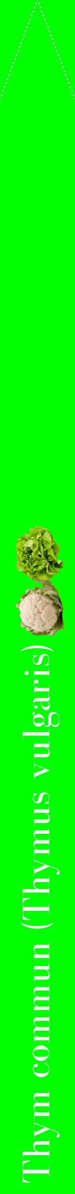 Étiquette de : Thymus vulgaris - format b - style blanche16bod avec comestibilité simplifiée