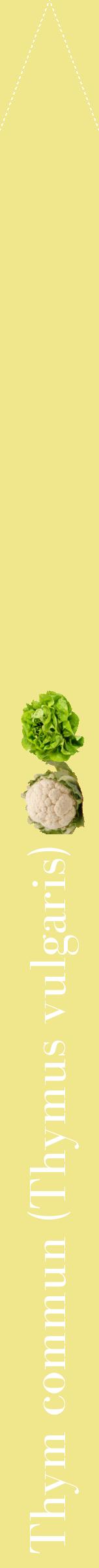 Étiquette de : Thymus vulgaris - format b - style blanche20bod avec comestibilité simplifiée