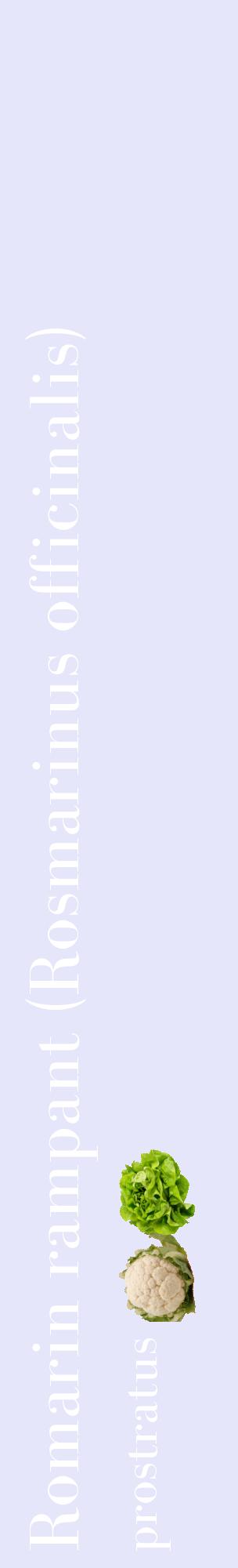 Étiquette de : Rosmarinus officinalis prostratus - format c - style blanche55_basiquebod avec comestibilité simplifiée