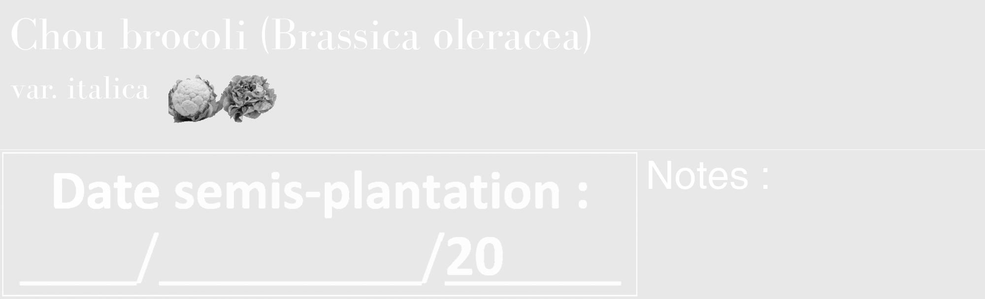Étiquette de : Brassica oleracea var. italica - format c - style blanche55_basique_basiquebod avec comestibilité simplifiée
