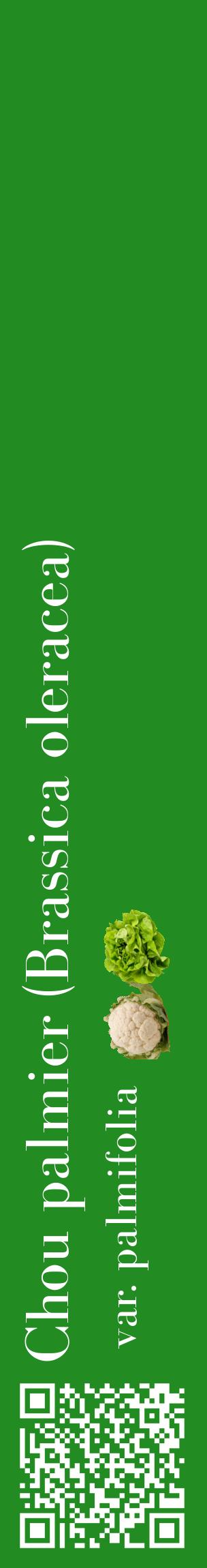 Étiquette de : Brassica oleracea var. palmifolia - format c - style blanche10_basiquebod avec qrcode et comestibilité simplifiée