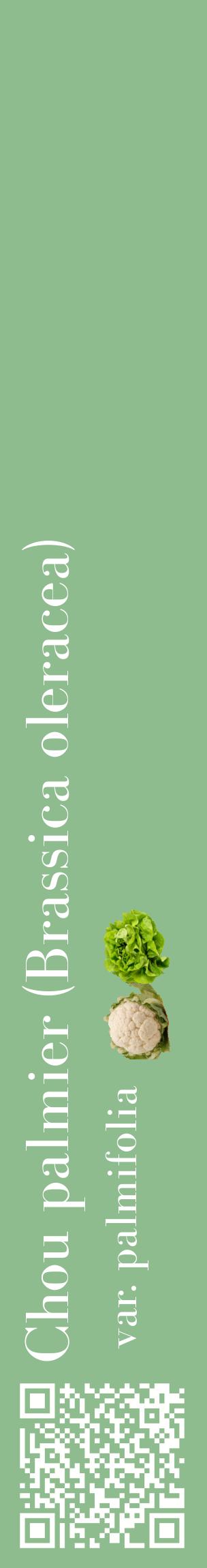 Étiquette de : Brassica oleracea var. palmifolia - format c - style blanche13_basiquebod avec qrcode et comestibilité simplifiée