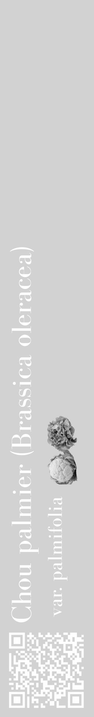 Étiquette de : Brassica oleracea var. palmifolia - format c - style blanche14_basique_basiquebod avec qrcode et comestibilité simplifiée - position verticale