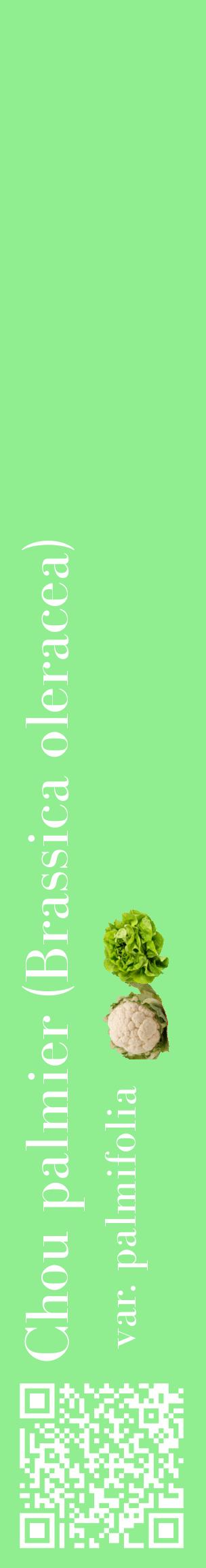 Étiquette de : Brassica oleracea var. palmifolia - format c - style blanche15_basiquebod avec qrcode et comestibilité simplifiée