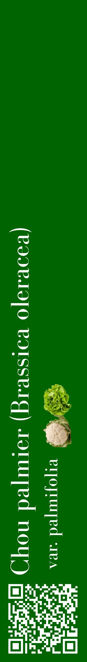 Étiquette de : Brassica oleracea var. palmifolia - format c - style blanche8_basiquebod avec qrcode et comestibilité simplifiée