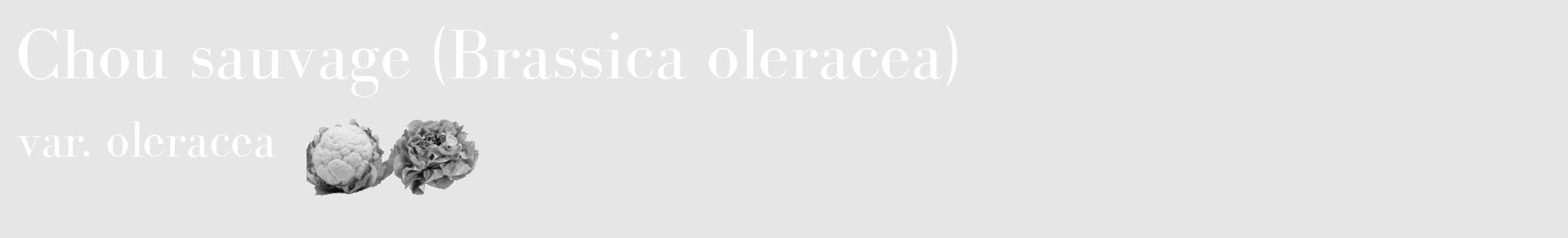 Étiquette de : Brassica oleracea var. oleracea - format c - style blanche18_basique_basiquebod avec comestibilité simplifiée