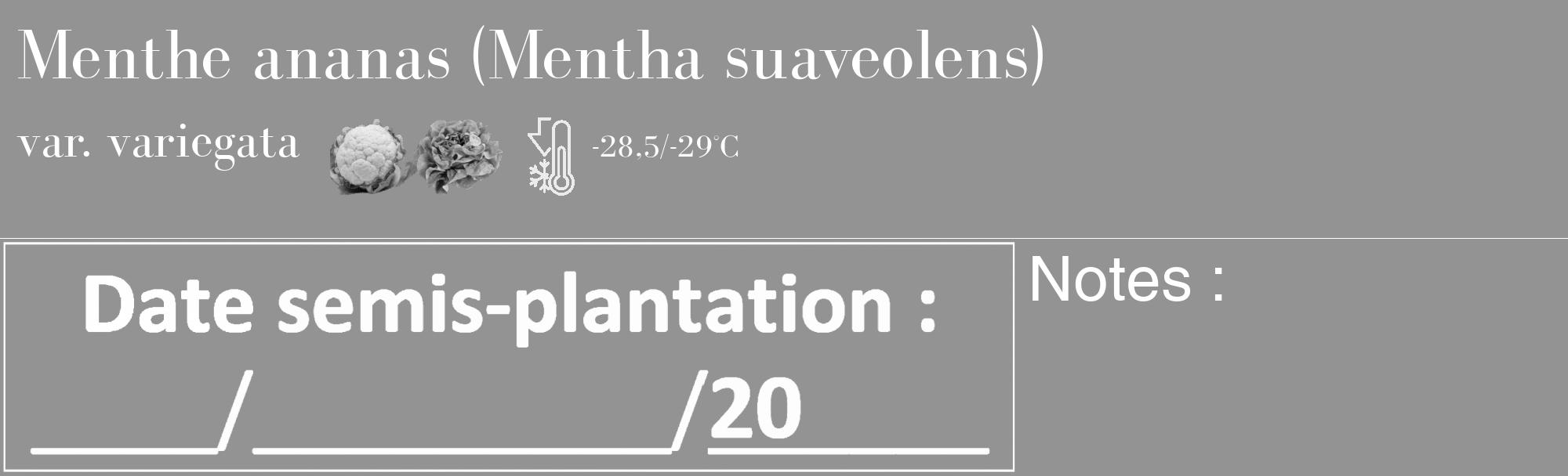Étiquette de : Mentha suaveolens var. variegata - format c - style blanche44basique_basique_basiquebod avec comestibilité simplifiée