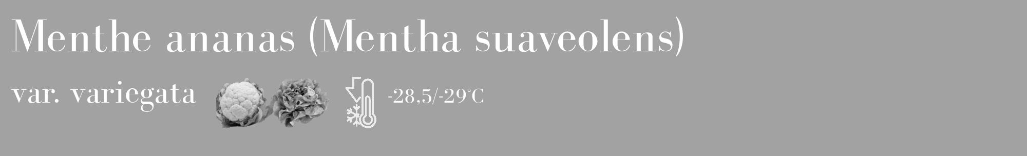 Étiquette de : Mentha suaveolens var. variegata - format c - style blanche38_basique_basiquebod avec comestibilité simplifiée