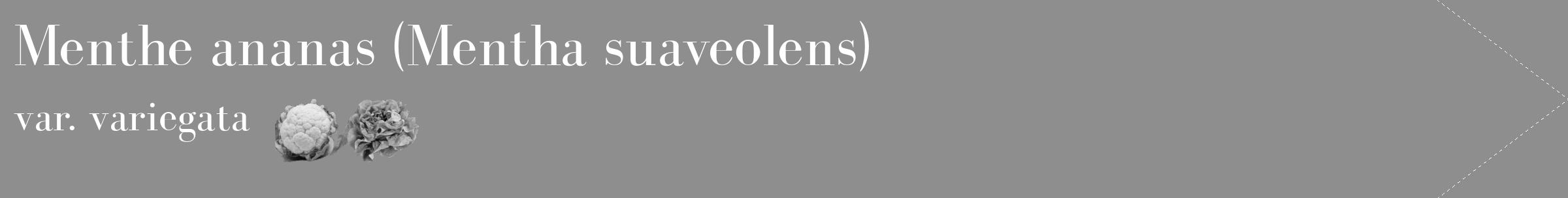 Étiquette de : Mentha suaveolens var. variegata - format c - style blanche25_simple_simplebod avec comestibilité simplifiée