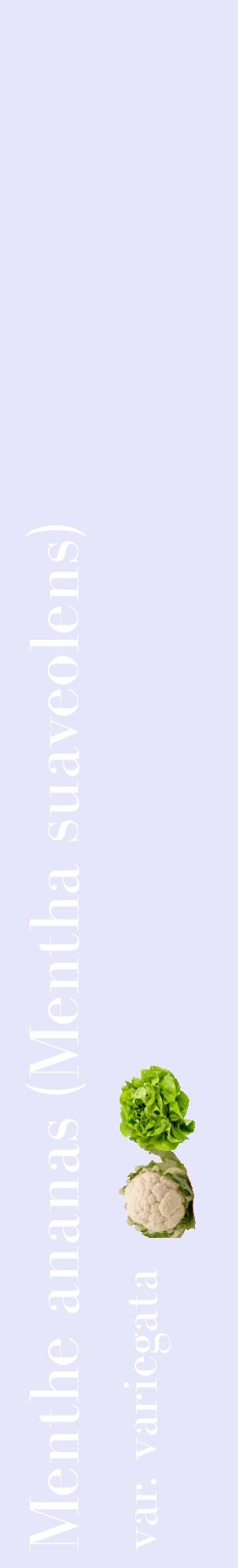 Étiquette de : Mentha suaveolens var. variegata - format c - style blanche55_basiquebod avec comestibilité simplifiée