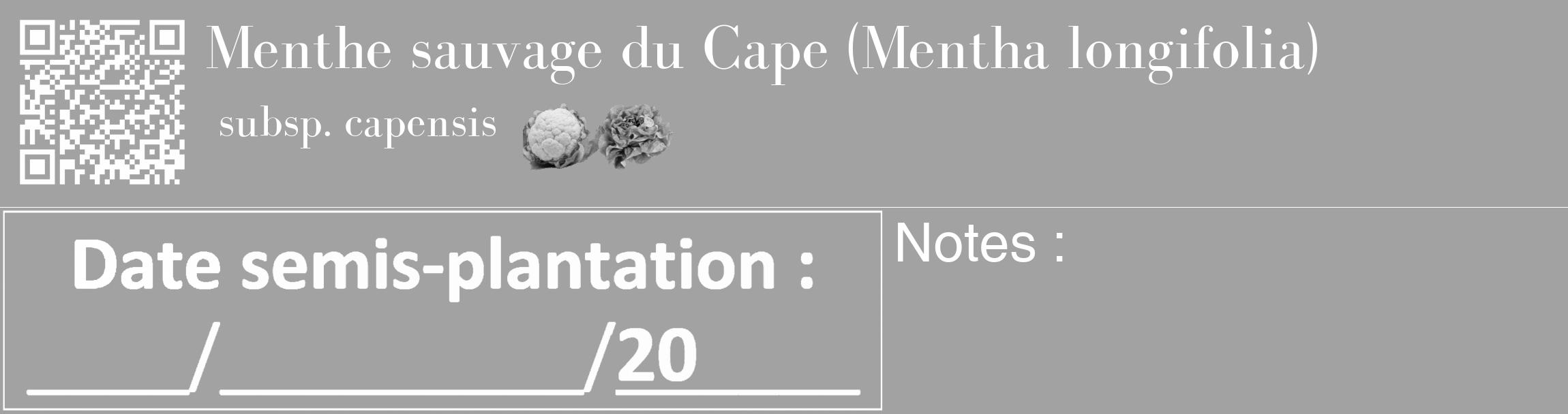 Étiquette de : Mentha longifolia subsp. capensis - format c - style blanche38_basique_basiquebod avec qrcode et comestibilité simplifiée