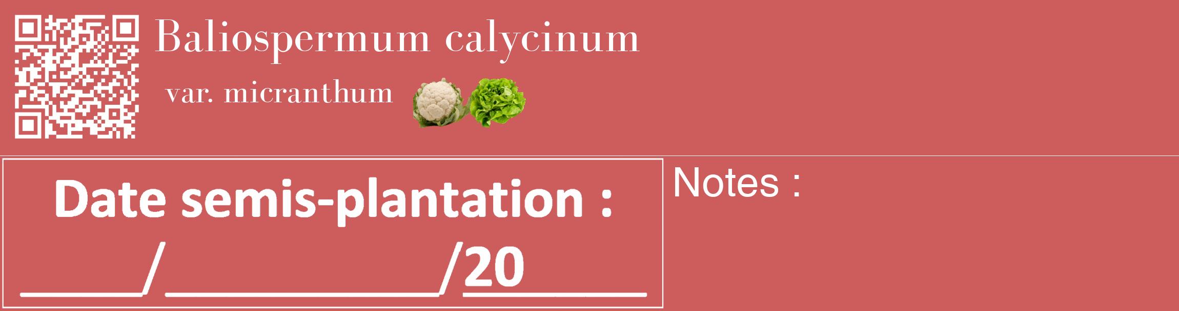Étiquette de : Baliospermum calycinum var. micranthum - format c - style blanche35basique_basique_basiquebod avec qrcode et comestibilité simplifiée