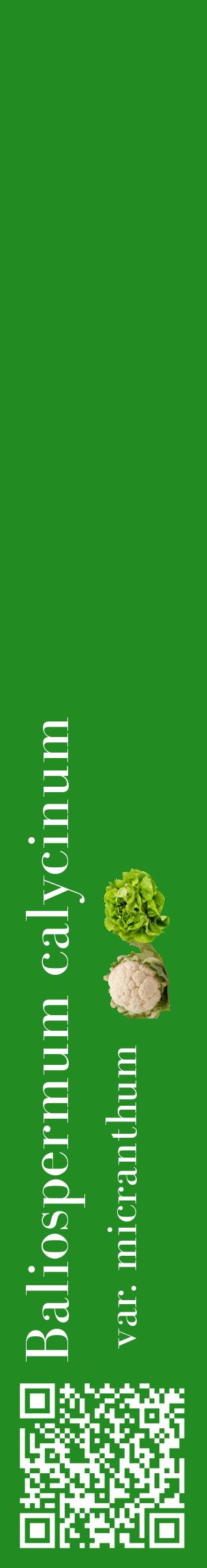 Étiquette de : Baliospermum calycinum var. micranthum - format c - style blanche10_basiquebod avec qrcode et comestibilité simplifiée