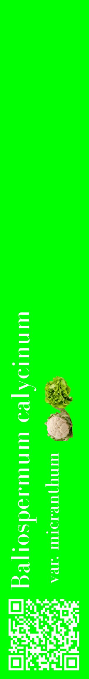 Étiquette de : Baliospermum calycinum var. micranthum - format c - style blanche16_basiquebod avec qrcode et comestibilité simplifiée