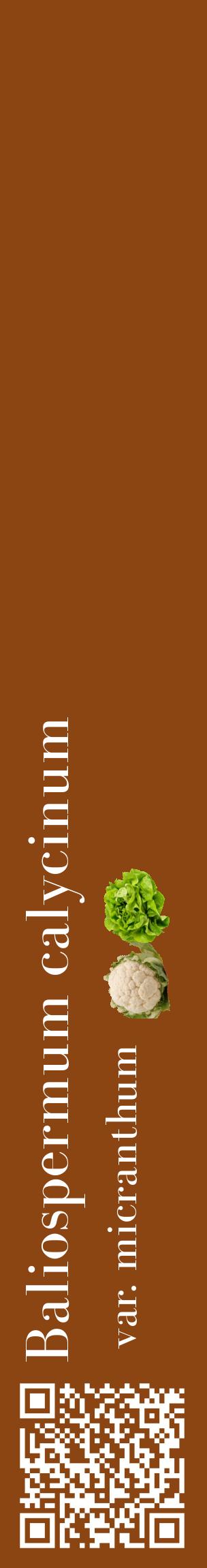 Étiquette de : Baliospermum calycinum var. micranthum - format c - style blanche30_basiquebod avec qrcode et comestibilité simplifiée