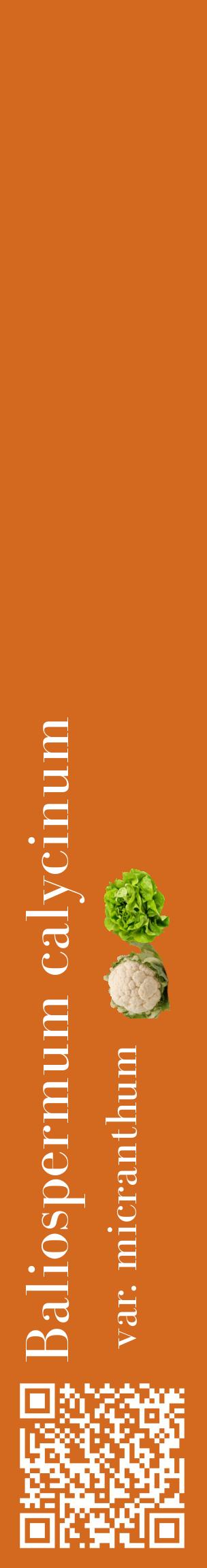 Étiquette de : Baliospermum calycinum var. micranthum - format c - style blanche31_basiquebod avec qrcode et comestibilité simplifiée