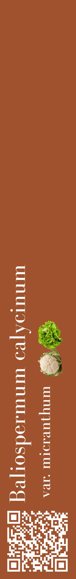 Étiquette de : Baliospermum calycinum var. micranthum - format c - style blanche32_basiquebod avec qrcode et comestibilité simplifiée