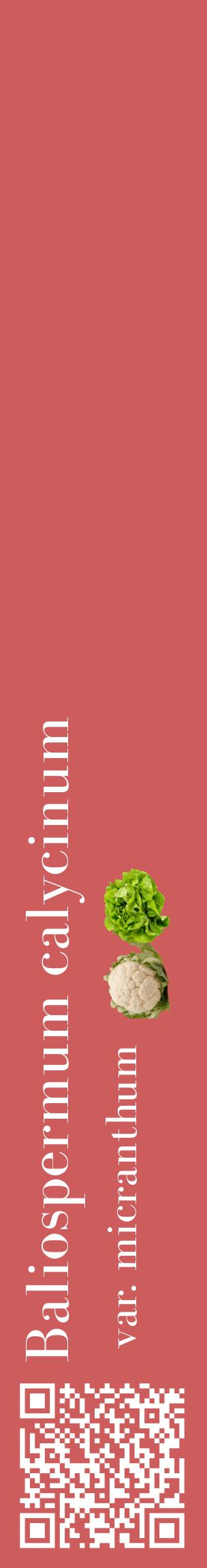 Étiquette de : Baliospermum calycinum var. micranthum - format c - style blanche35_basiquebod avec qrcode et comestibilité simplifiée