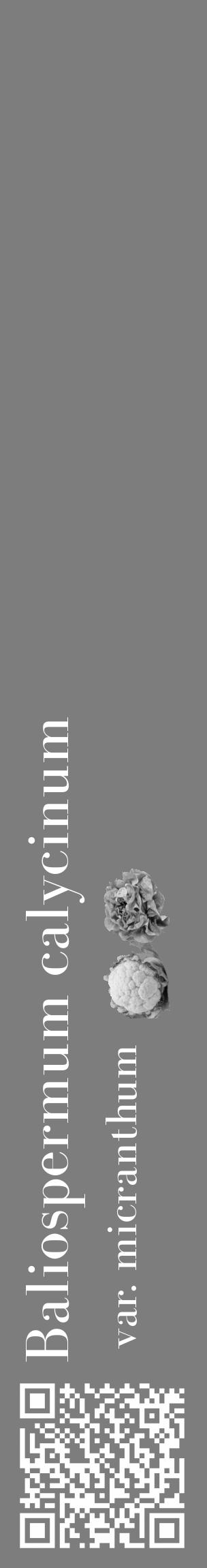 Étiquette de : Baliospermum calycinum var. micranthum - format c - style blanche35basique_basique_basiquebod avec qrcode et comestibilité simplifiée - position verticale