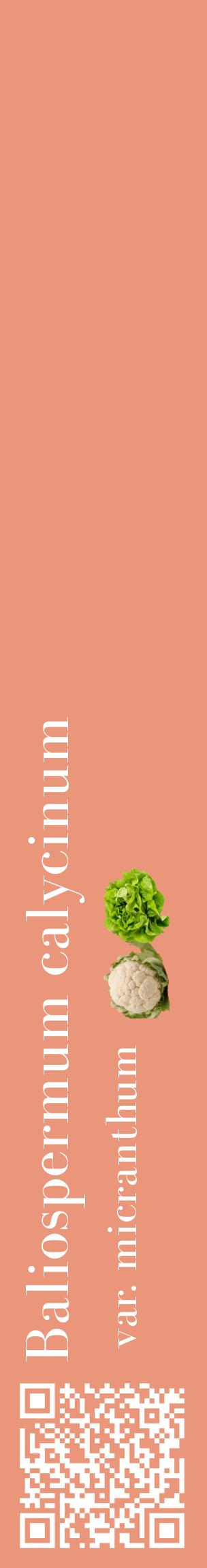 Étiquette de : Baliospermum calycinum var. micranthum - format c - style blanche37_basiquebod avec qrcode et comestibilité simplifiée